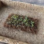 CoirProducts Microgreen Sheets | Grow Fresh, Healthy Microgreens With Ease - Image 5