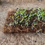 CoirProducts Microgreen Sheets | Grow Fresh, Healthy Microgreens With Ease - Image 4
