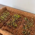 CoirProducts Microgreen Sheets | Grow Fresh, Healthy Microgreens With Ease - Image 3
