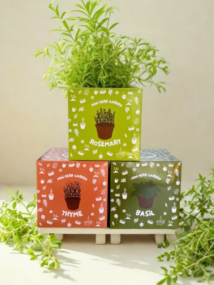 CoirProducts Let’s Grow Packs- Mini Herb Garden!