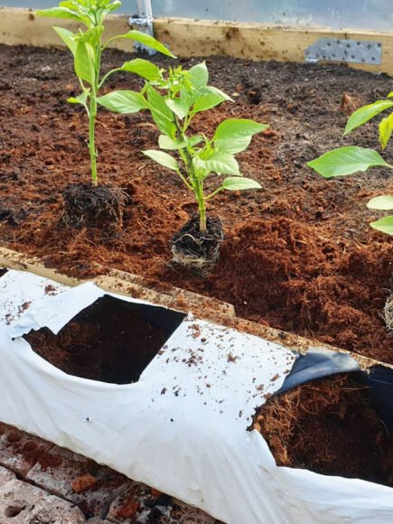 CoirProducts Coir Growbags | Premium Coir Growing Bags for Vegetables, Herbs & Patio Crops