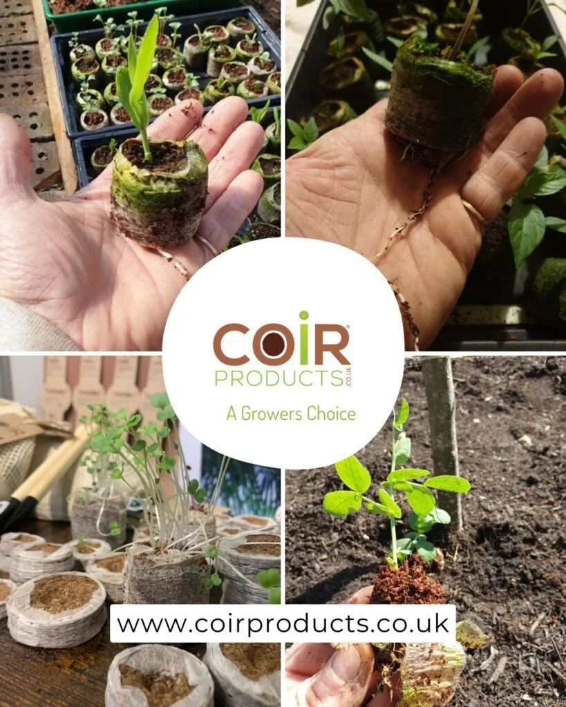 Seed growing and making the garden summer ready